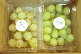 ご家庭用、訳あり瀬戸ジャイアンツ、シャインマスカット、食べ比べセット粒500g×2p(1kg)