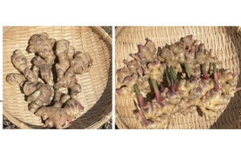 ＜広島県産＞新生姜、食べ比べしてみて～!!　【フツウのショウガ＆出西生姜・800g】農薬・肥料を使用せずに育ちました～ 自然栽培ショウガ ２種類