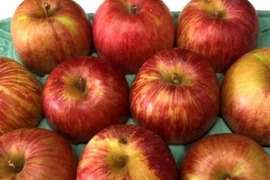 「ジュワッと果汁😍 」葉とらずサンつがる🍎家庭用約2.7Kg🍎青森県産 数量限定