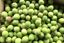 【カリカリ梅に最適】宮城県産 手摘み青梅 小粒 4kg 白加賀中心  自然栽培 栽培期間中農薬不使用  梅酢漬け 塩漬け サイズ不揃い
