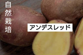 『自然栽培新じゃがいも　きたあかり・アンデスレッドたべくらべ』【農薬完全不使用 完全無肥料栽培 】！淡路島産〙80サイズ！！【5キロ】自然農法
