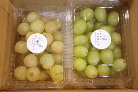 瀬戸ジャイアンツ粒1kg、シャインマスカット粒2kgセット
