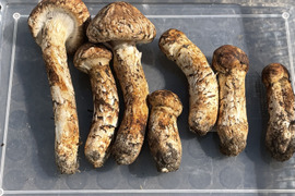 マツタケの通販｜きのこ｜食べチョク｜産地直送(産直)お取り寄せ通販