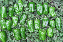 食欲の秋！かわいい‼黒ピ－マン30＊緑ピーマン20！
～農薬/化学肥料・不使用