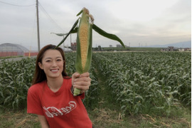 特大10本激甘とうもろこし🌽始まります！【ゴールドラッシュ】