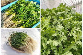 セリ、アサツキ、春菊のセット＜セリ200g/アサツキ200g/春菊500g＞ 【冬ギフト】