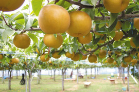 新高 梨 7-8個 愛媛県産 新高梨 ナシ なし