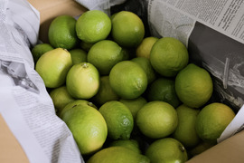 (5kg)香り抜群‼︎　特別栽培「瀬戸田産グリーンレモン」A品