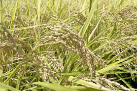【R5年度】コシヒカリ・白米無洗米（10kg）【自然栽培　栽培期間中　農薬・肥料不使用】
