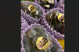 【収穫スタート】オーロラブラック 約1.8kg ／岡山県産／種なし／黒ぶどう