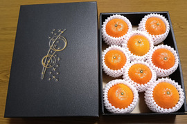 奄美完熟たんかん　贈答化粧箱　（秀品・糖度１１度以上）8個
（光センサー選別 ２Ｌ～Ｌ）