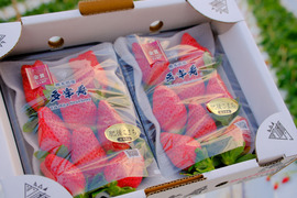 🥇いちごグランプリ金賞受賞！希少品種！『肥後こまち』ご家庭用パック 250g×2p