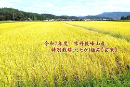 【令和7年・新米予約】♣️農家の忘れられない味🌾　コシヒカリ「極み」希少米‼
京都・京丹後峰山産　特別栽培米3kg【玄米】