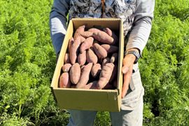 りんたろ 紅はるかB品スティック 5kg りんたろ様専用 紅はるかB品スティック 5kg