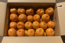 【ご自宅用・完熟】食べたらやみつき　甘くておいしい　『ゆら早生みかん』　５kg