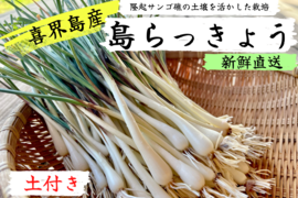 【島らっきょう1kg】5月から収穫開始！「喜界島」の太陽と隆起サンゴ礁でできた『農薬不使用の土』で栽培