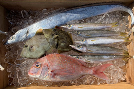 獲れたて直送❗️和歌山の旬が詰まった鮮魚BOX(中サイズ)❗️