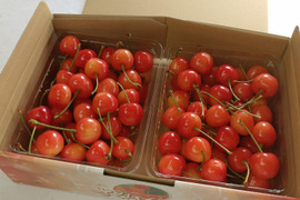 【販売終了】青森県産さくらんぼ 紅秀峰2Lｻｲｽﾞ  約800g バラ詰め