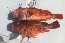 明日朝まで限定!捕れたて!カサゴ(アラカブ) 約2kg 長崎県対馬市
