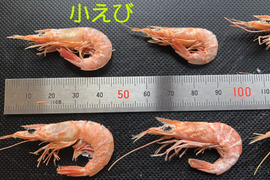カリっと香ばしい　干し小えび