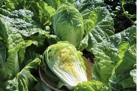 【霜降りミニ白菜】　兵庫県香美町産「ミニ白菜」（３玉）