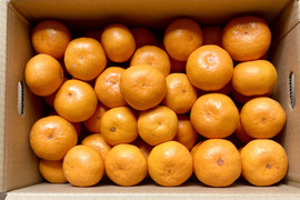 食べたらやみつき！【絶品】　糖度15度以上『興津早生みかん』　３kg