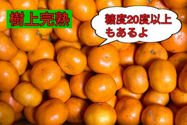 【樹上完熟・濃厚・絶品】糖度16度以上『プレミアム興津早生みかん』　5kg