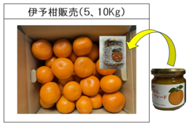 今年のいよかんと昨年のマーマレードのコラボ販売 （いよかん約１０Kg＋マーマレード200ｇ）