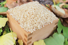 ゆめしなの玄米5kg 〈令和4年産〉長野県の標高の高い地域で栽培されているお米