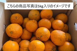 自然栽培　不知火Ｂ品10kg（約22～40玉）🍊 見た目の良く無いものになります