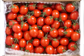 オヤツにも！糖度9度超えのフルーツミニトマト（1kg）