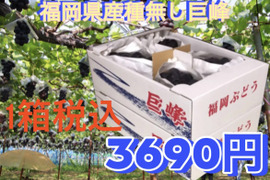 【先行予約受付中】種無し巨峰 8月01日〜