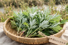 よもぎ生葉🌿60本（60苗）（約400g）以上🌿蓬☆上から15cmの柔らかいヨモギ🌿和ハーブ「ハーブの女王」高いデトックス・冷え性改善、抗酸化作用ビタミンK鉄分クロロフィル☆畑横の人が通らない林