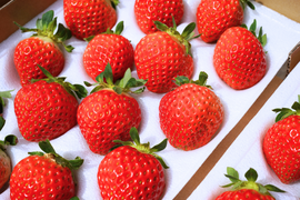 北海道の大地が育む、≪朝採れ≫夏いちご🍓「すずあかね・すずりっか」約600g入