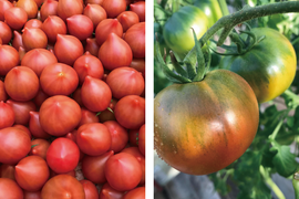 【予約】至極のフルーツトマト【ルネッサンス】と【アルテトマト】2品種食べくらべ☆【トマト食べ比べ】