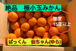 【期間限定】糖度15度以上の濃厚・絶品極小玉ミカン『ぱっくん　仙ちゃん（ゆら）』　3kg