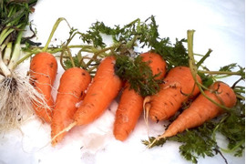 《驚くような甘み! 生がおすすめ》【京都美山産】雪下にんじん【4本 500g前後】