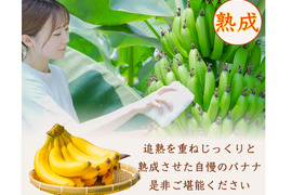【ご家庭用】皮まで食べれる！農薬不使用、栃木県益子町産バナナ(1kg)