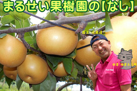 まるせい果樹園の梨【おまかせ】2kg箱　(5～12玉入り)　n1
