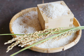 予約開始！山形県産 ひとめぼれ（10kg：子1大人2／1日2食約1ヶ月分） 令和7年産：精米