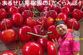 【予約販売】さくらんぼ　佐藤錦　200ｇ×4パック（バラ詰め）