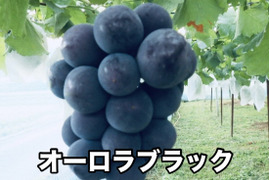 岡山県産　【食べ比べセット】オーロラブラック&サマーブラック🍇2房入り