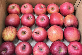 ★ジュース加工用★【超小玉 バラ詰め】サンふじ🍎約3Kg🍎ミニミニサイズ　加工用りんご　青森県産　数量限定