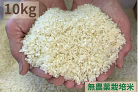 【令和７年産】農薬不使用　コシヒカリ　白米　10kg