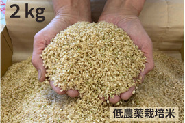 【令和７年産】低農薬栽培米　コシヒカリ　玄米　２kg