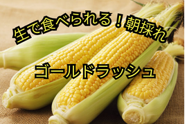 【6月中旬発送】とうもろこしゴールドラッシュ 2Lサイズ10本入