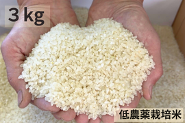 【令和７年産】低農薬栽培米　コシヒカリ　白米　3kg