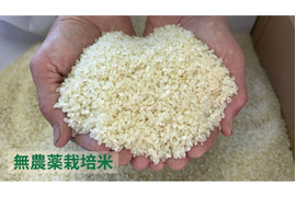 令和７年産【栽培期間中農薬不使用】コシヒカリ　白米  3kg
