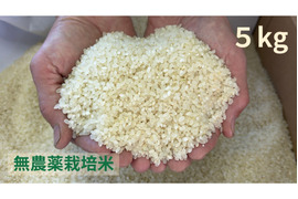 【令和７年産】栽培期間中農薬不使用　コシヒカリ　白米　５kg