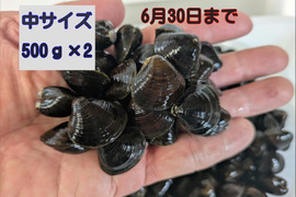 食べチョク登録記念！
『とれたて新鮮』十三湖産大和しじみ（砂抜き済み）　中サイズ500ｇ×2Ｐ